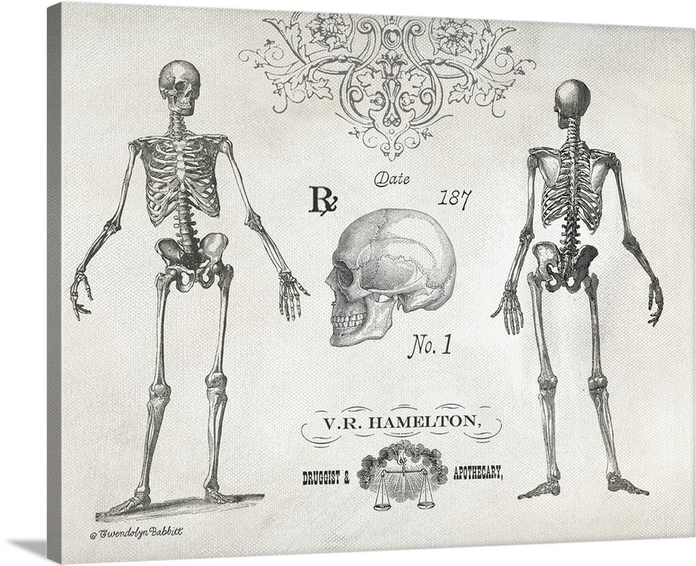 Vintage black and white illustration with the front and backside of a skeleton and a skull.