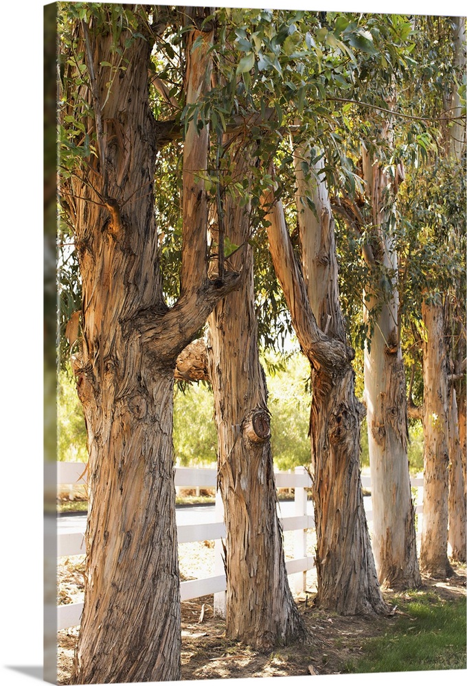 Photograph of a line of eucalyptus trees in front of a white picket fence.