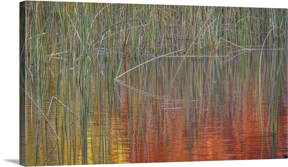 Fall colors reflected in a pond - Washington, Seabeck