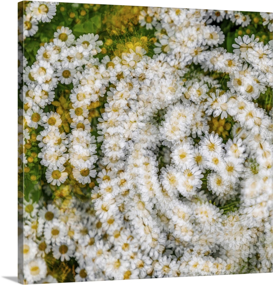 Fanciful Feverfew - A multiple exposure image.