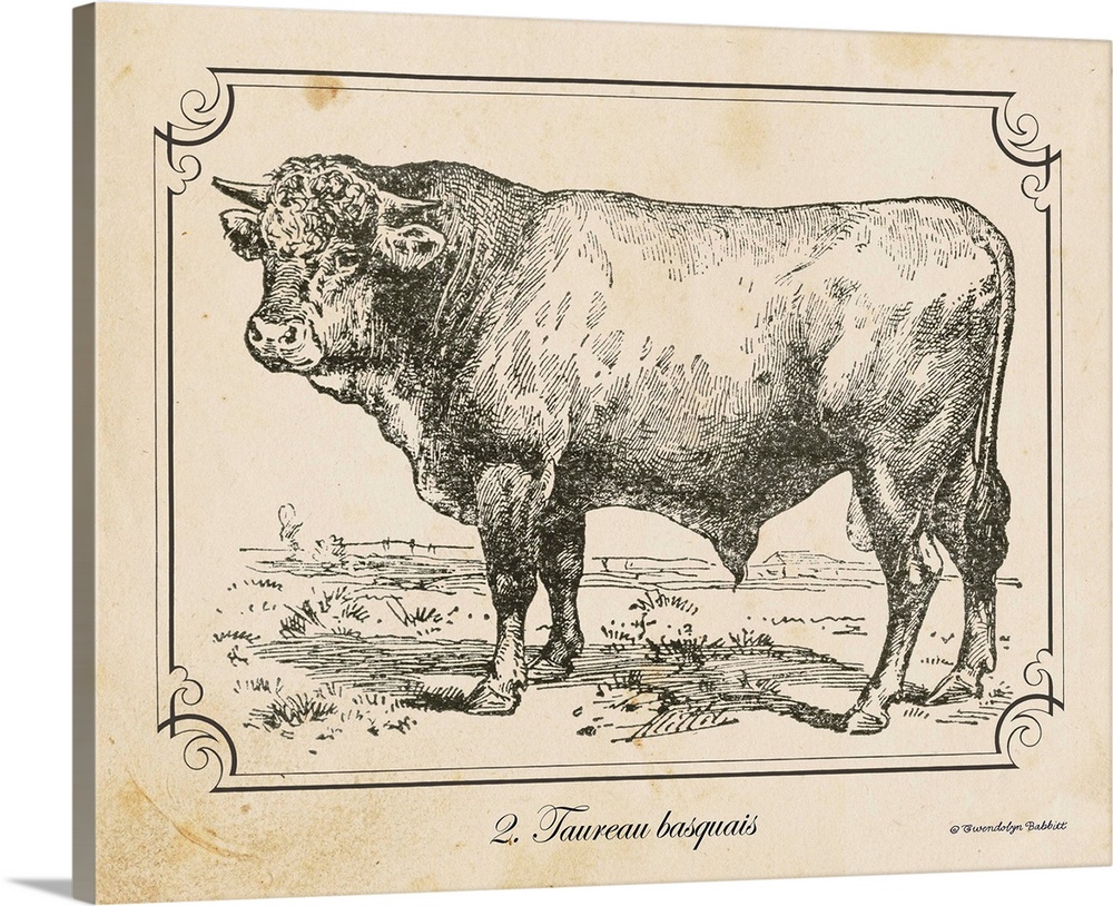 Vintage illustration of a Bull.