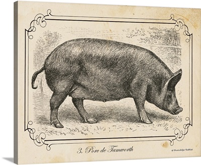 Farm Pig I