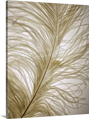 Feather Close-Up I