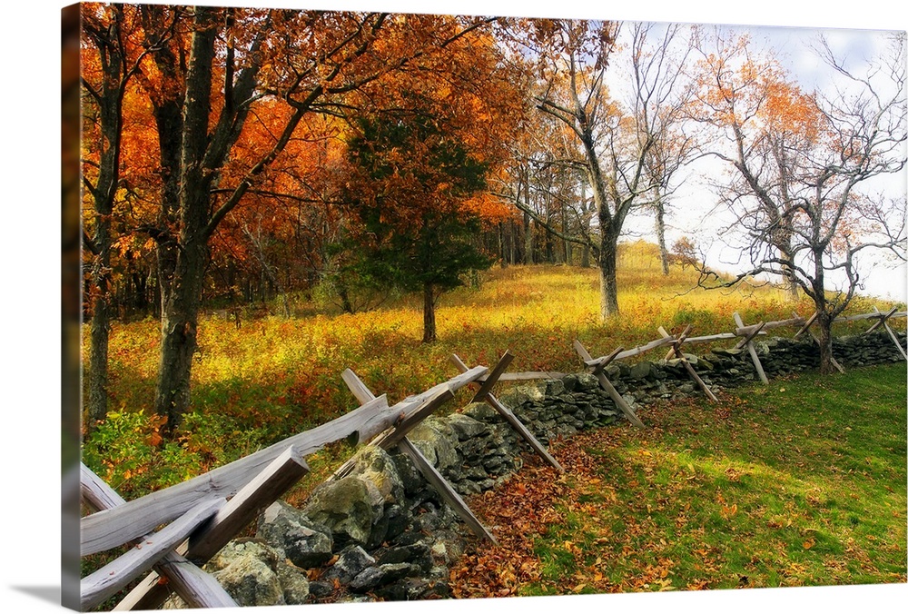 Photograph of low fence line used as a fire wall in fall forest.