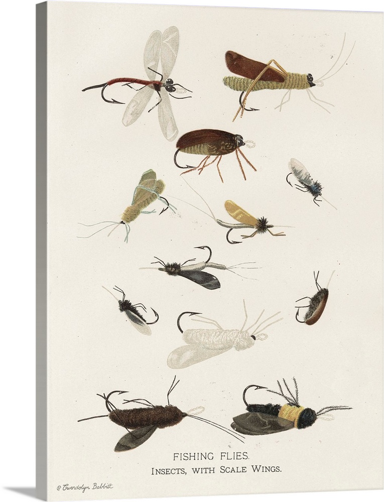 Vintage illustration of fly fishing flies on an off-white background with "Fishing Flies. Insects, With Scale Wings" writt...