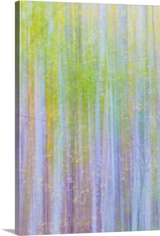 Blurred image of trees in a forest, creating an abstract blue and yellow image.