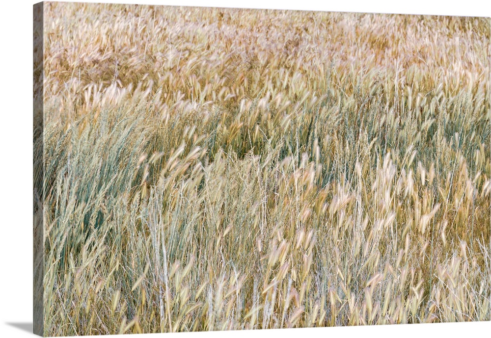 Foxtail barley blowing in the wind - Oregon, Cottonwood Canyon State Park. Photographed at 50.6 mega pixels