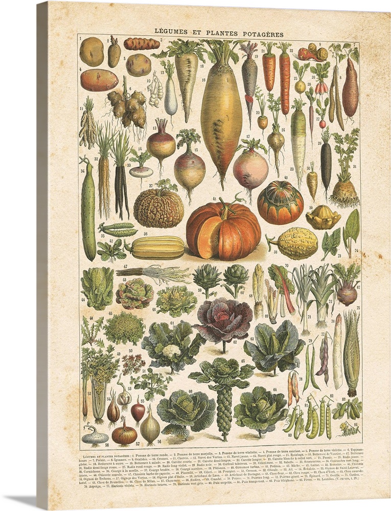 Vintage style chart of labeled vegetables in French.