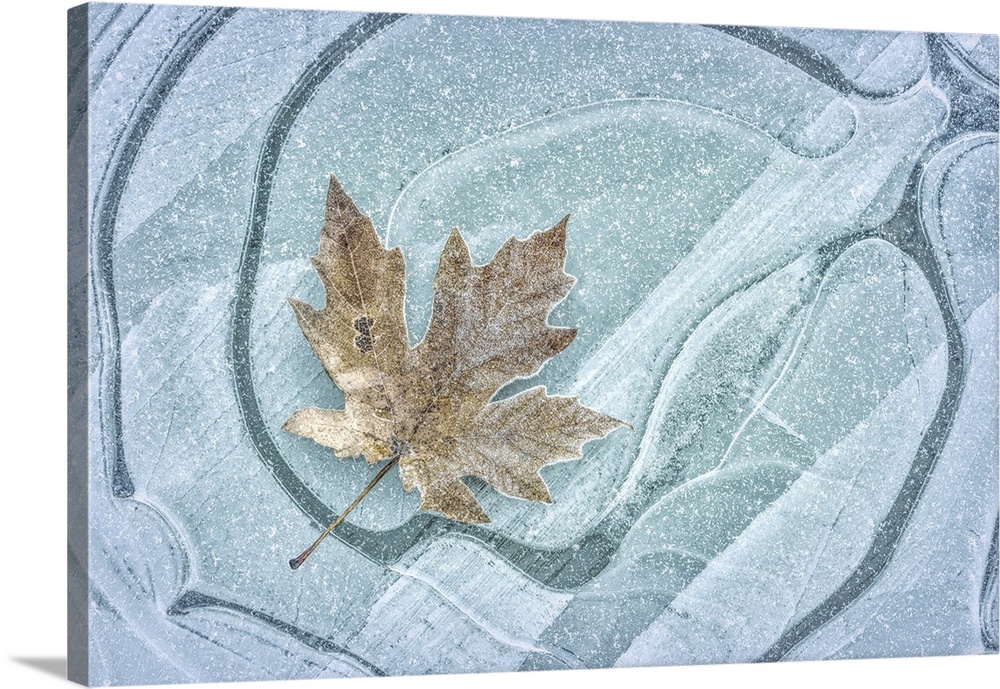 Frosty leaf on ice