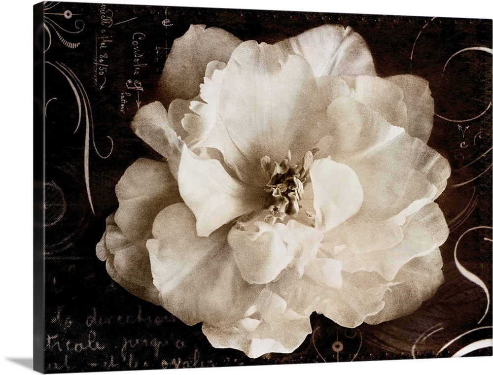 Decorative accents created by collaging of a photograph of a wild rose with hand writing and ornamental typographic elements.