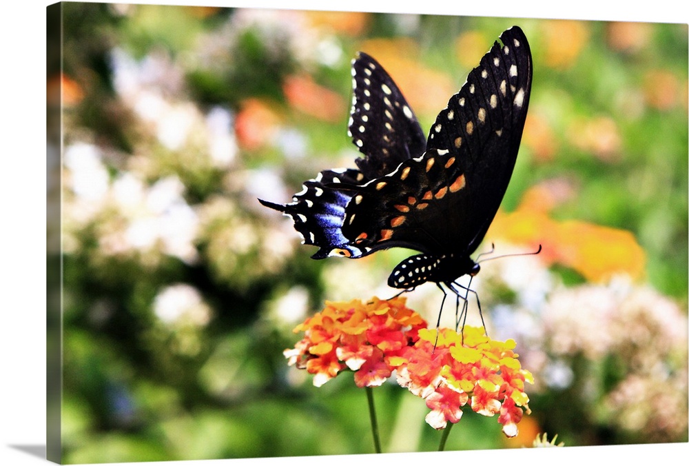 Black Swallowtail - 1