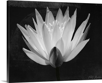 Glowing Lotus I