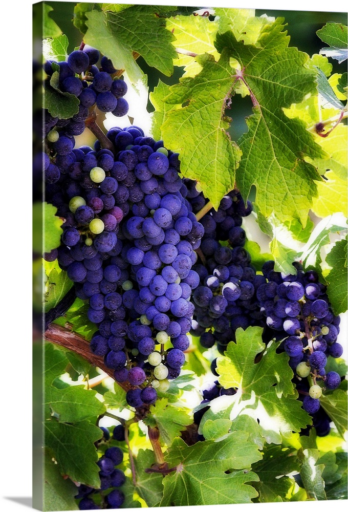 Portrait photograph on a big canvas of bunches of vibrant purple grapes, hanging from the vine and surrounded by large lea...