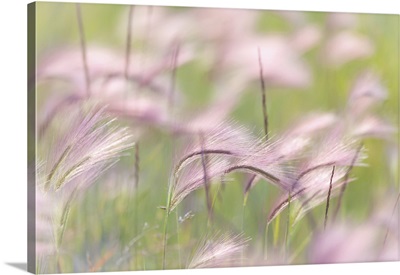 Grass Seedheads I