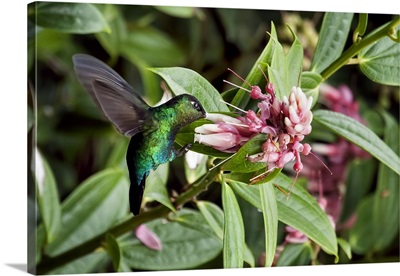 Green-Crowned Brilliant Hummingbird with Beak in Flower