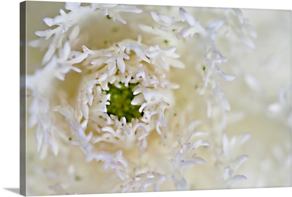 White Ornamental Snowflake Cabbage with Green Center