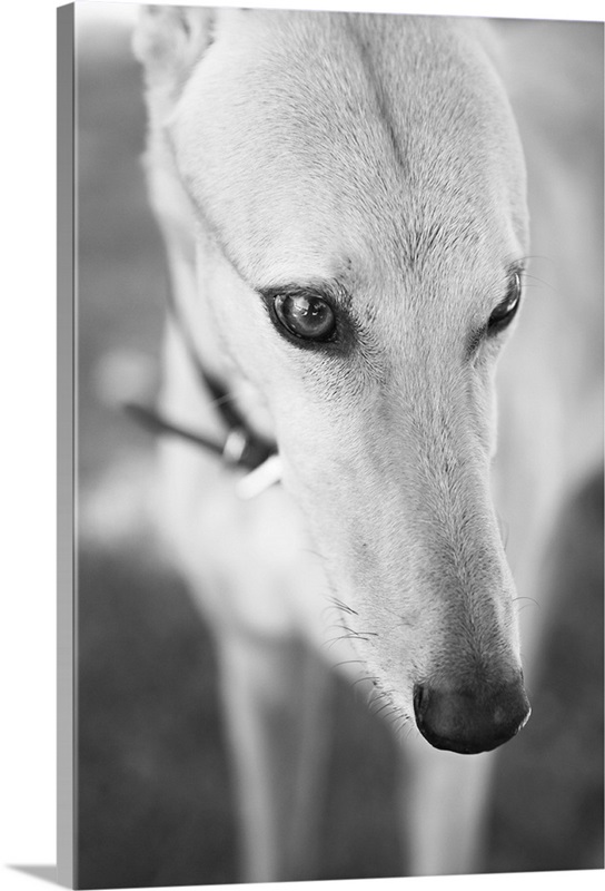 Greyhound, Black and White | Great Big Canvas