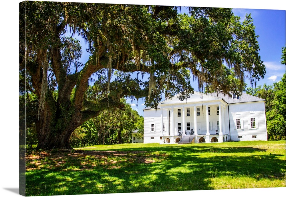 Photograph of the Historic Hampton Plantation with a large Oak tree in the front.