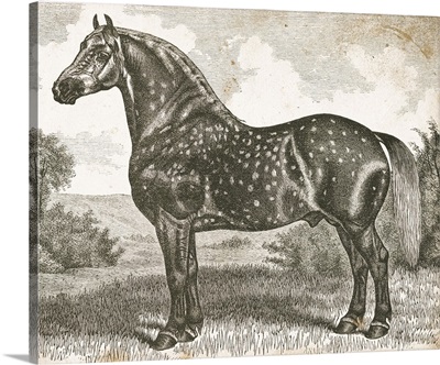 Horse Etching II