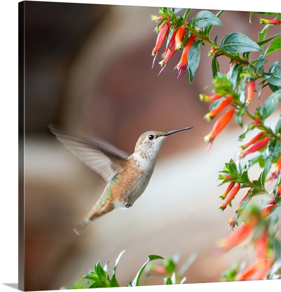 Square photograph of a hummingbird in flight by a bush with flowers.