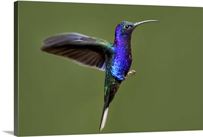 Hummingbird VII