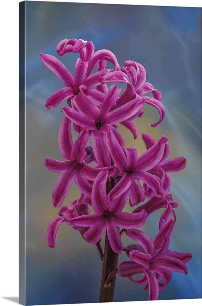 Hyacinth Blossoms I