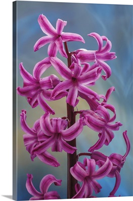 Hyacinth Blossoms II