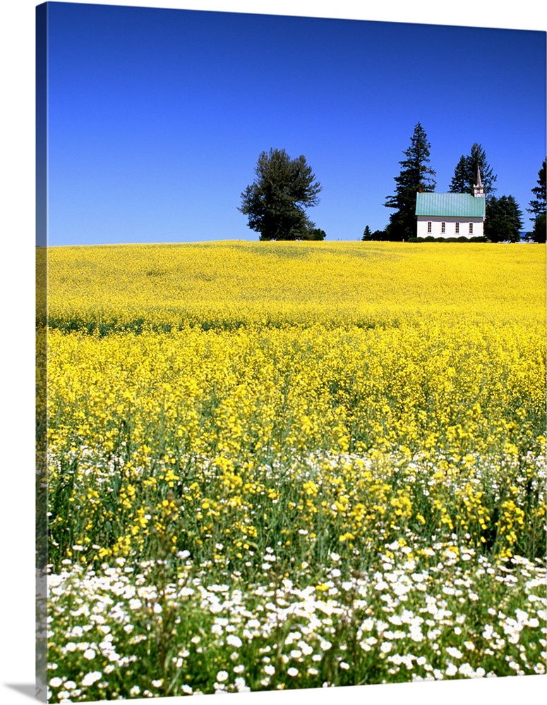Landscape photograph of a field filled with white and yellow wildflowers and a church on a hill in the distance.