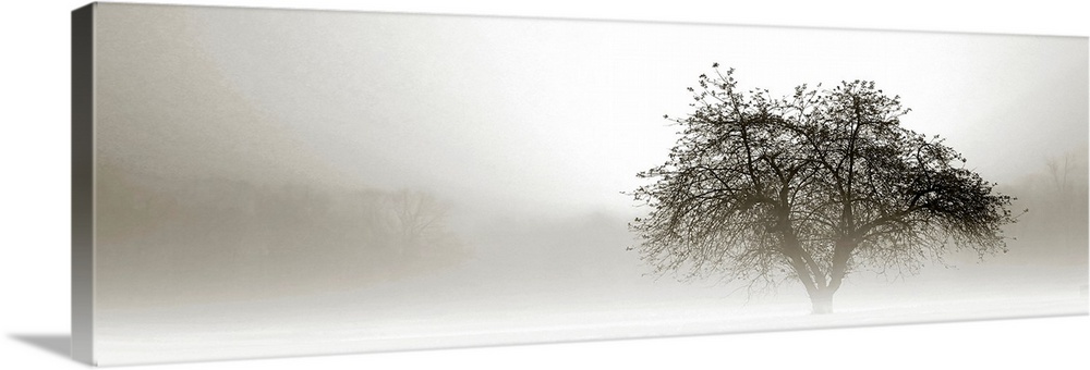 Panoramic photograph of tree silhouette in fog with barely visible forest in the distance.