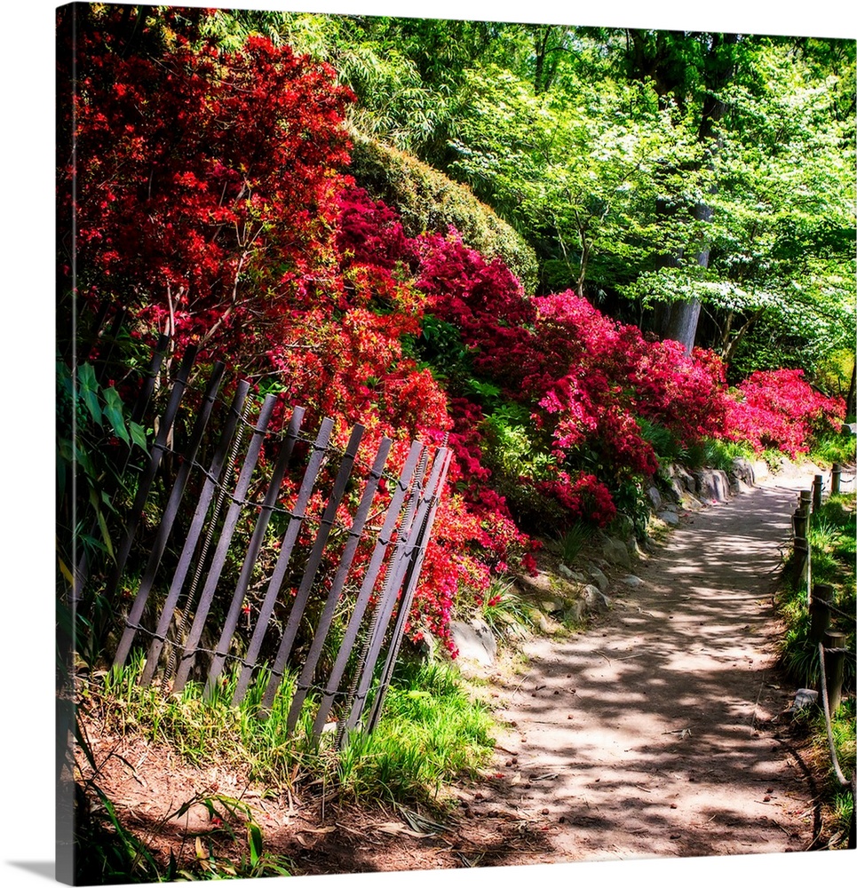Square photograph of a dirt path through a Japanese garden lined with red azaleas.