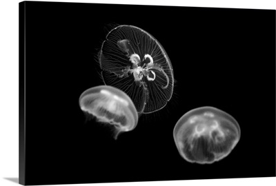 Jellyfish Glow II