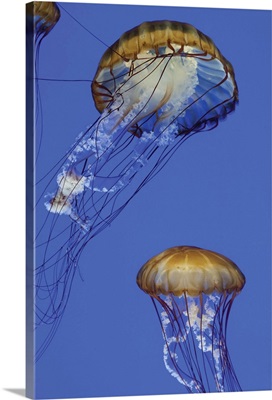 Jellyfish I