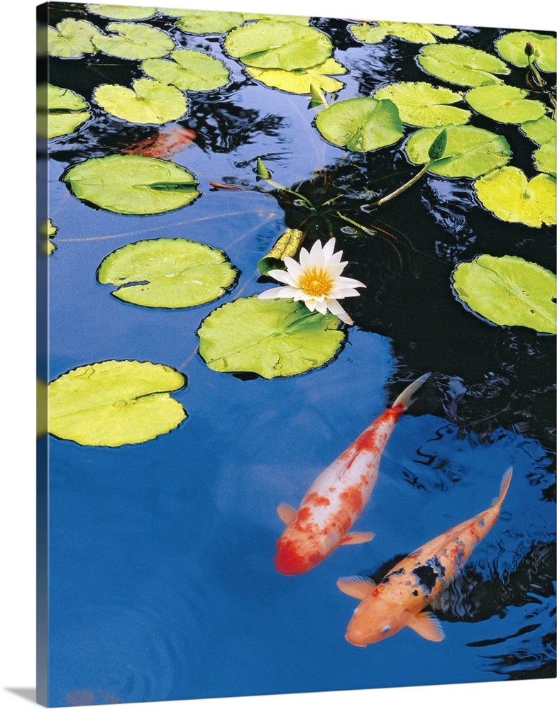Koi Pond II Wall Art, Canvas Prints, Framed Prints, Wall Peels Great