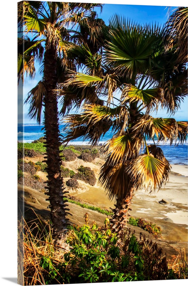 Photograph of two palm trees on the shore with the ocean in the background in La Jolla, California.