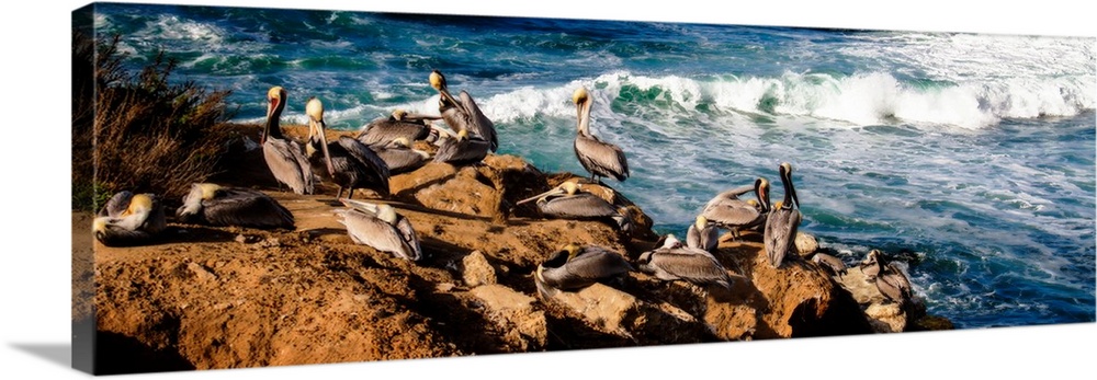 Panoramic photograph of pelicans resting on rocks next to the ocean in La Jolla, California.