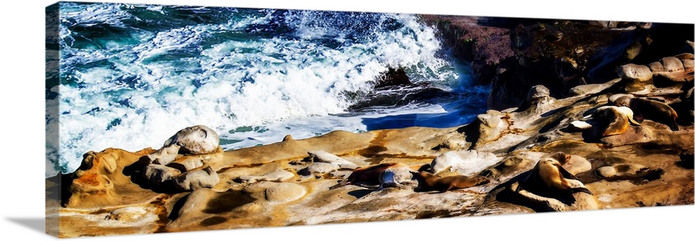 Panoramic photograph of sea lions laying on rocky cliffs at the seashore in La Jolla, CA.