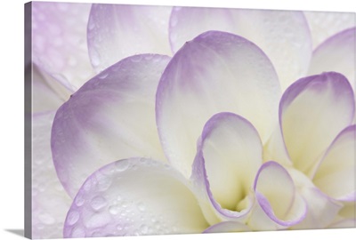 Lavender Dahlia II