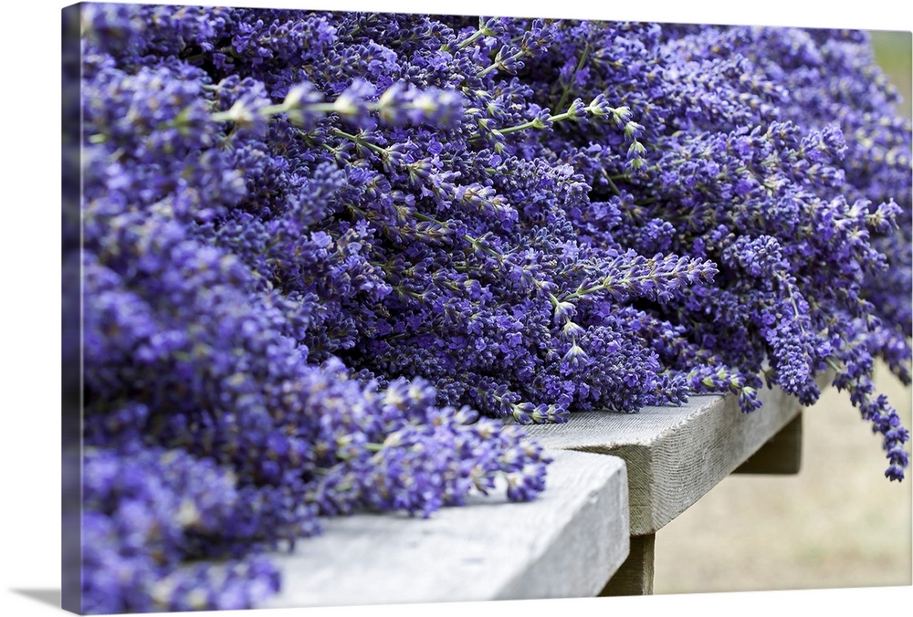 Oversized close up horizontal photograph of a large bunch of lavender lying on a stone surface after it has been harvested.
