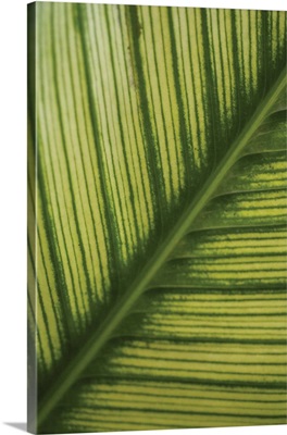 Leaf Detail II