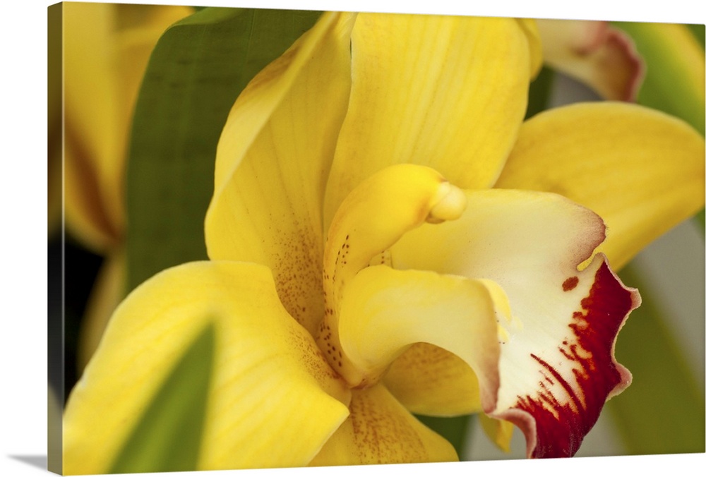 Lemon Colord Orchid with Red Lips Showing Green Leaves