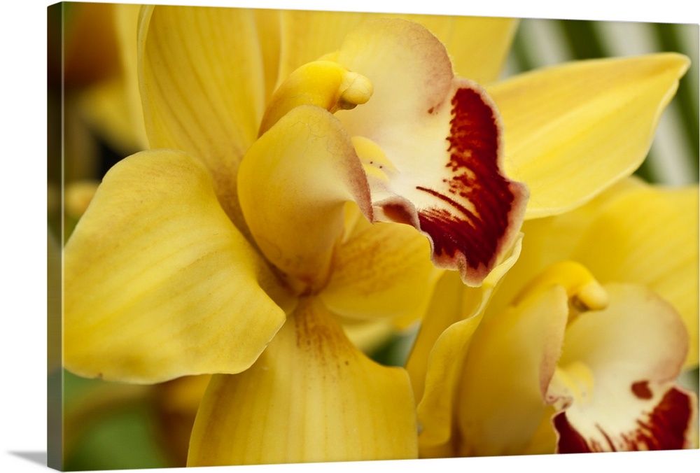 Lemon Orchid II