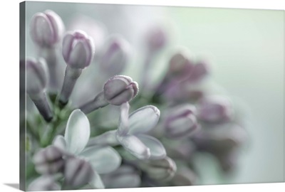 Lilac Blossom II