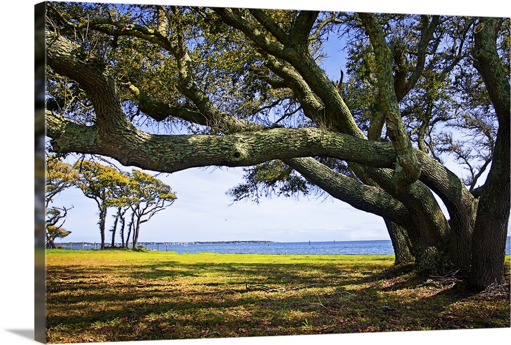 A large oak tree with giant branches by the water's edge.