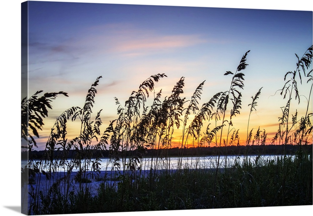 Silhouette of beach grasses against the bright colors of the sunset sky.