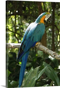 McCaw 1 image thumbnail