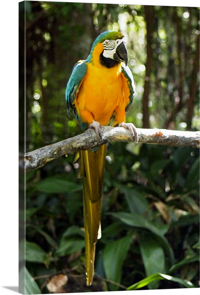 Portrait photograph on a large wall hanging of a colorful macaw bird, perched on a branch and looking at the camera, surro...