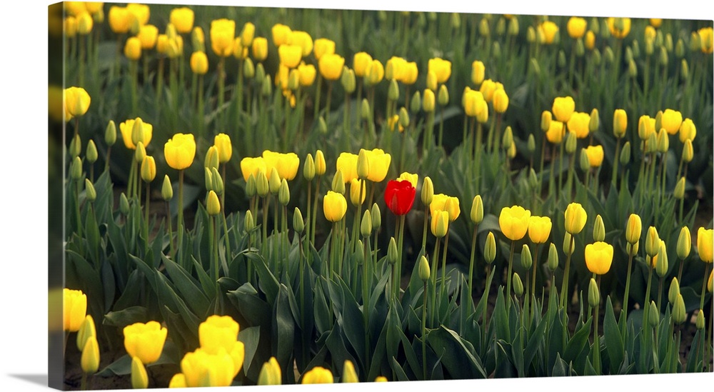 Photograph of a field of yellow tulips with one red tulip standing out in the center.