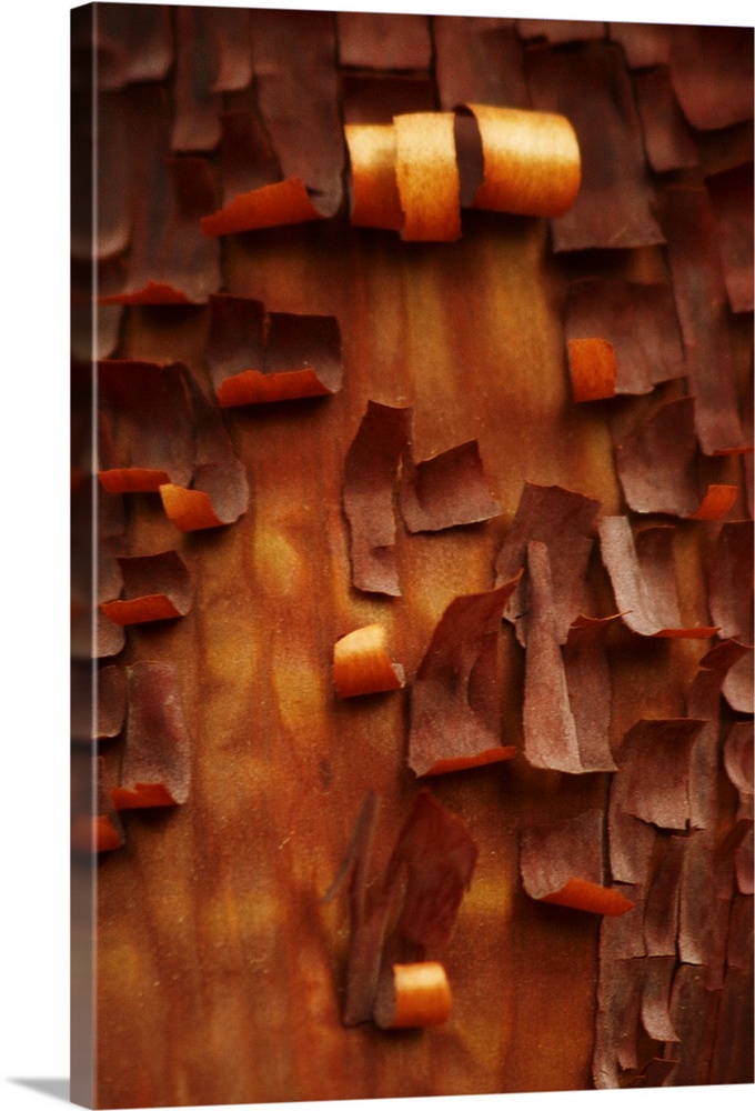 Portrait, close up photograph of many small pieces of bark, curling as they peel away from a Menzanita tree.