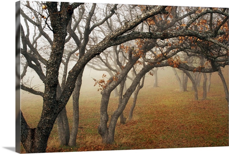 Misty Oaks II Wall Art, Canvas Prints, Framed Prints, Wall Peels Great Big Canvas