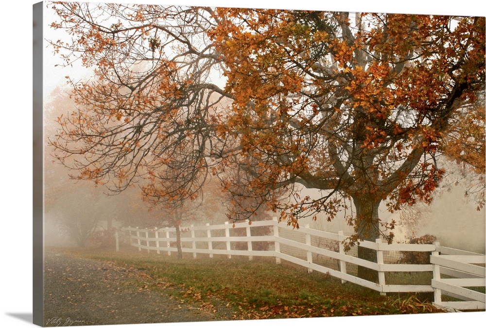 This oversized print is a photograph taken of a large tree during the autumn season behind a white fence that lines a road...
